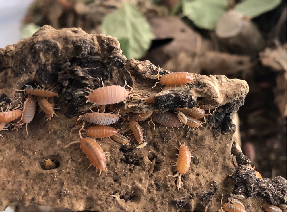 Porcellionides pruinosus Powder Orange prosionki isopody