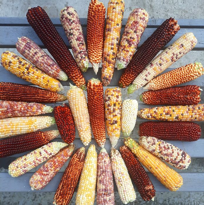 Наміння Різнокольорового попкорну.. Блакитний нефріт. Кукурудза Морадо