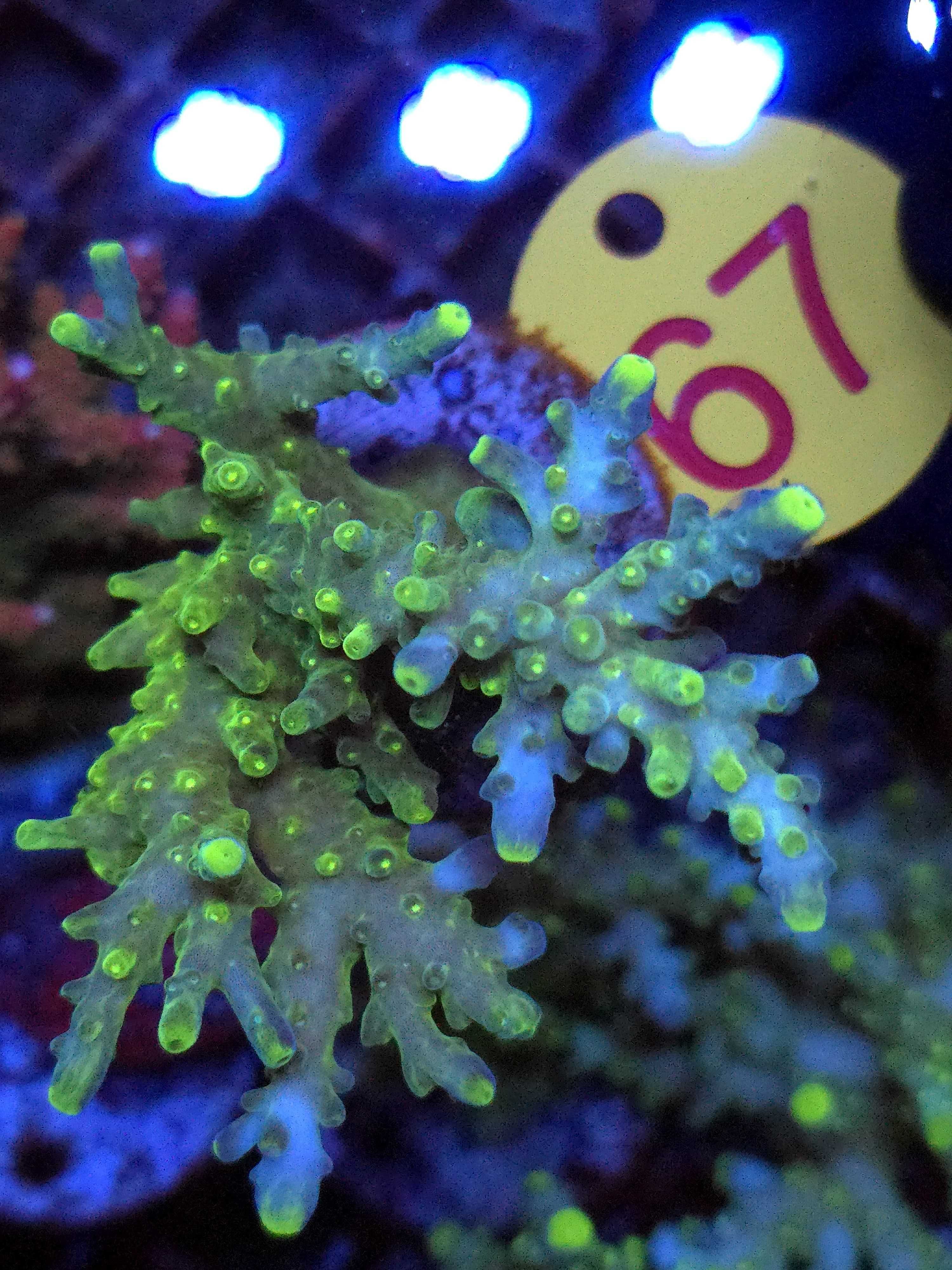 Acropora WYSIWYG #67 akwarystyka morska koralowce