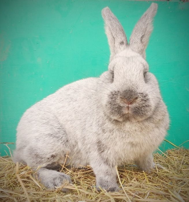 Европейське Срібло.