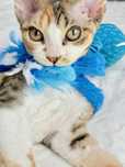 Koteczka Devon Rex
