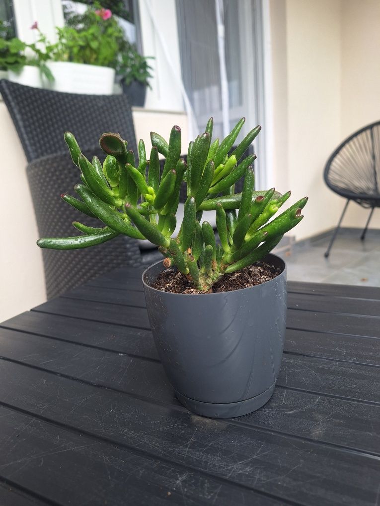 Ucho shreka, Drzewko szczęścia, Crassula ovata