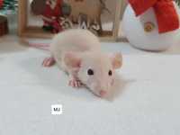 Szczur Szczury Szczurki kochane maluszki Dowóz Do Wielu Miast w Polsc