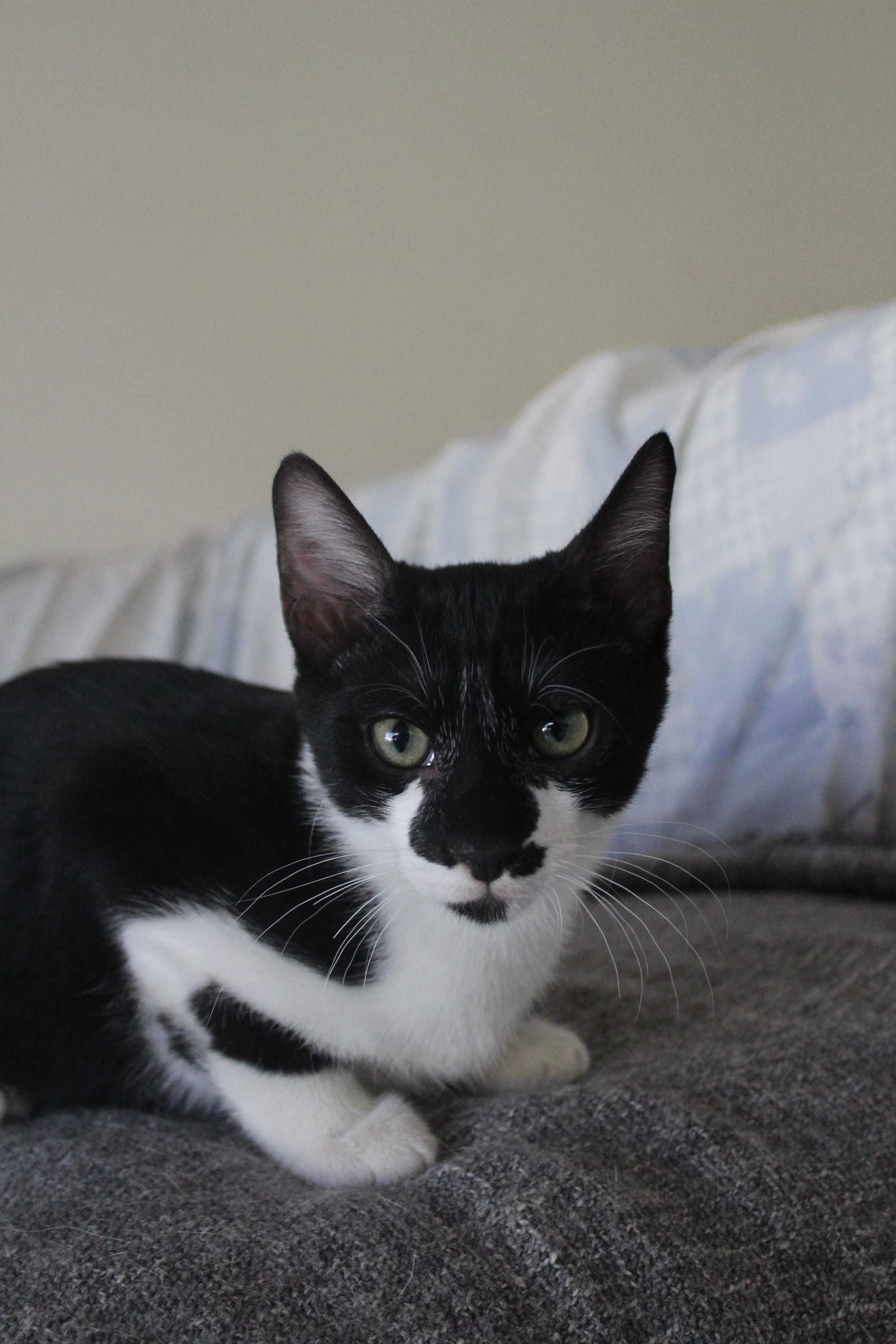 Gatinho 4 meses adoção responsável BRAGA