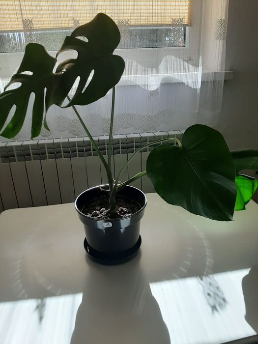 Monstera roślina doniczkowa