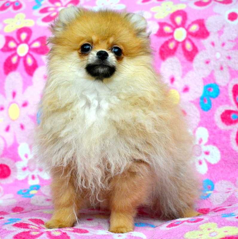 Szpic Miniaturowy Pomeranian śliczna suczka Waria ZKwP FCI rodowód