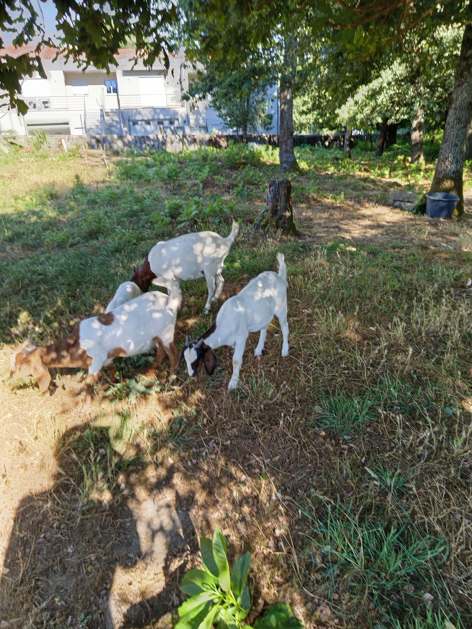 Cedo cabras boer puras