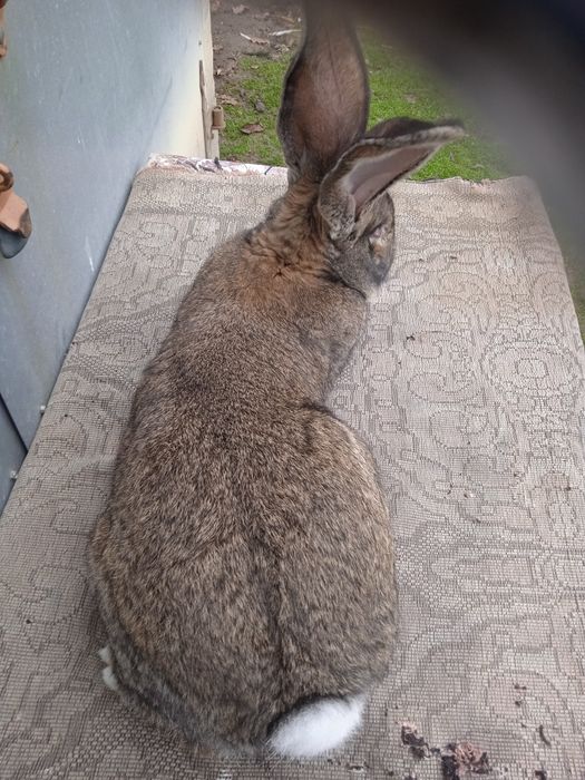 Olbrzym belgijski szary