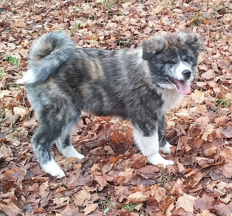 Szczeniak Japońska Akita Inu