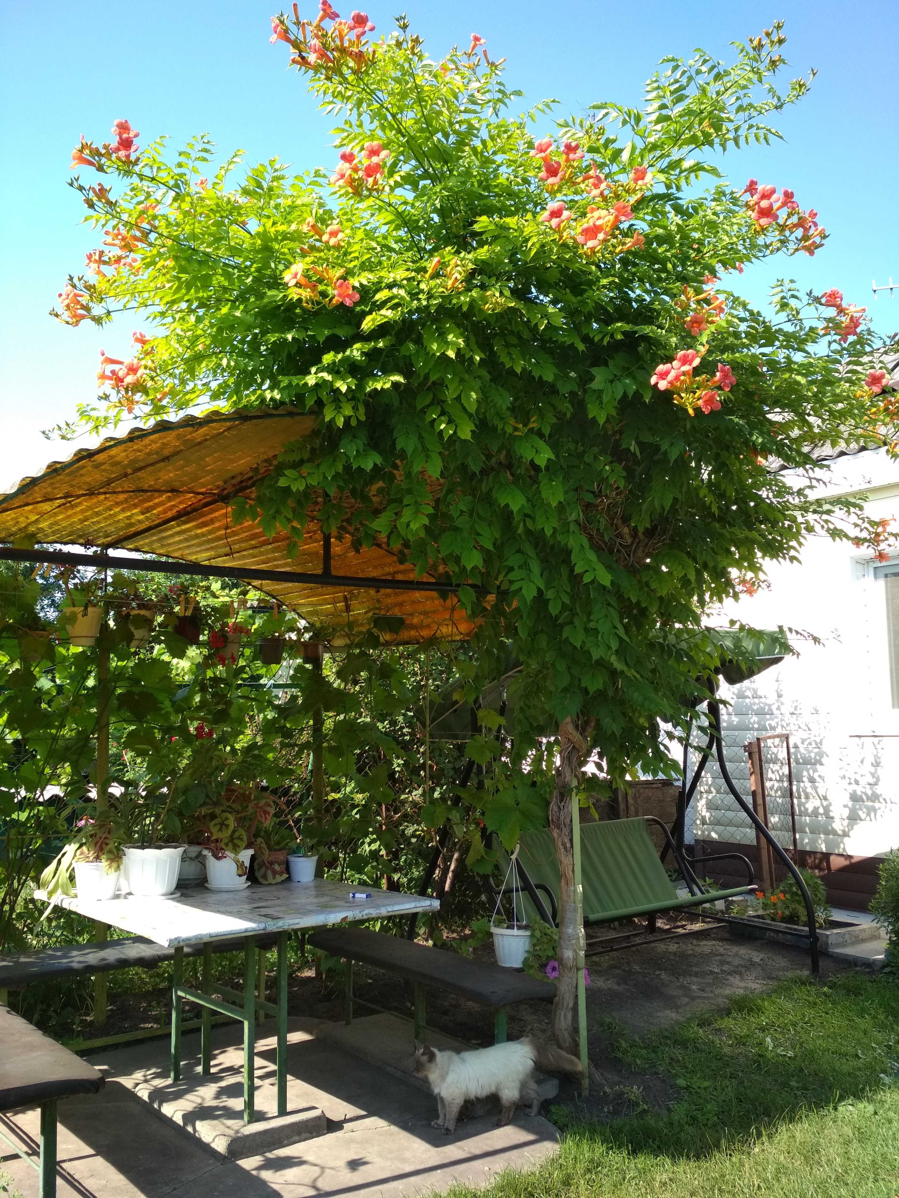 Кампсис квітуча ліана садова рослина декоративна лиана