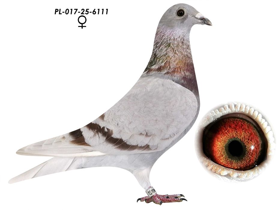 Samica gołębie pocztowe