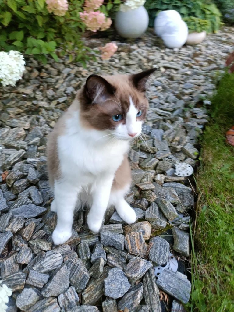 Kocięta Kocurek Ragdoll FPL ponownie dostepny