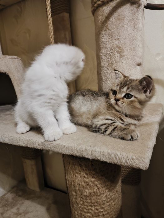 Шотландские котята