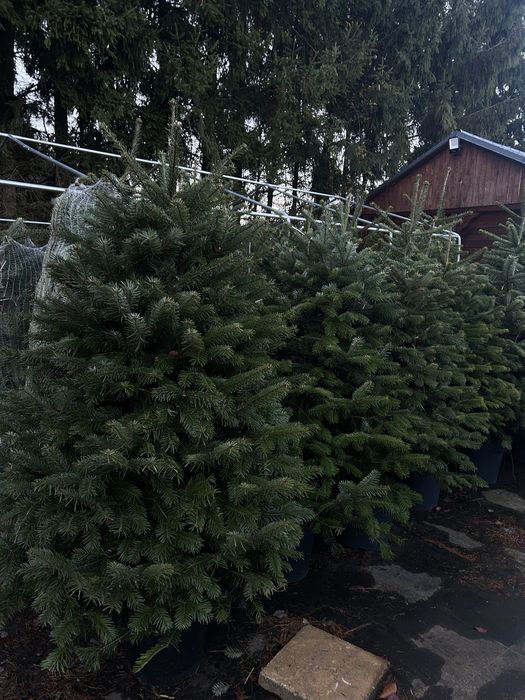 Jodła kaukaska formowana w donicy choinka świąteczna