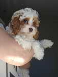 Cavapoo / Chlopiec