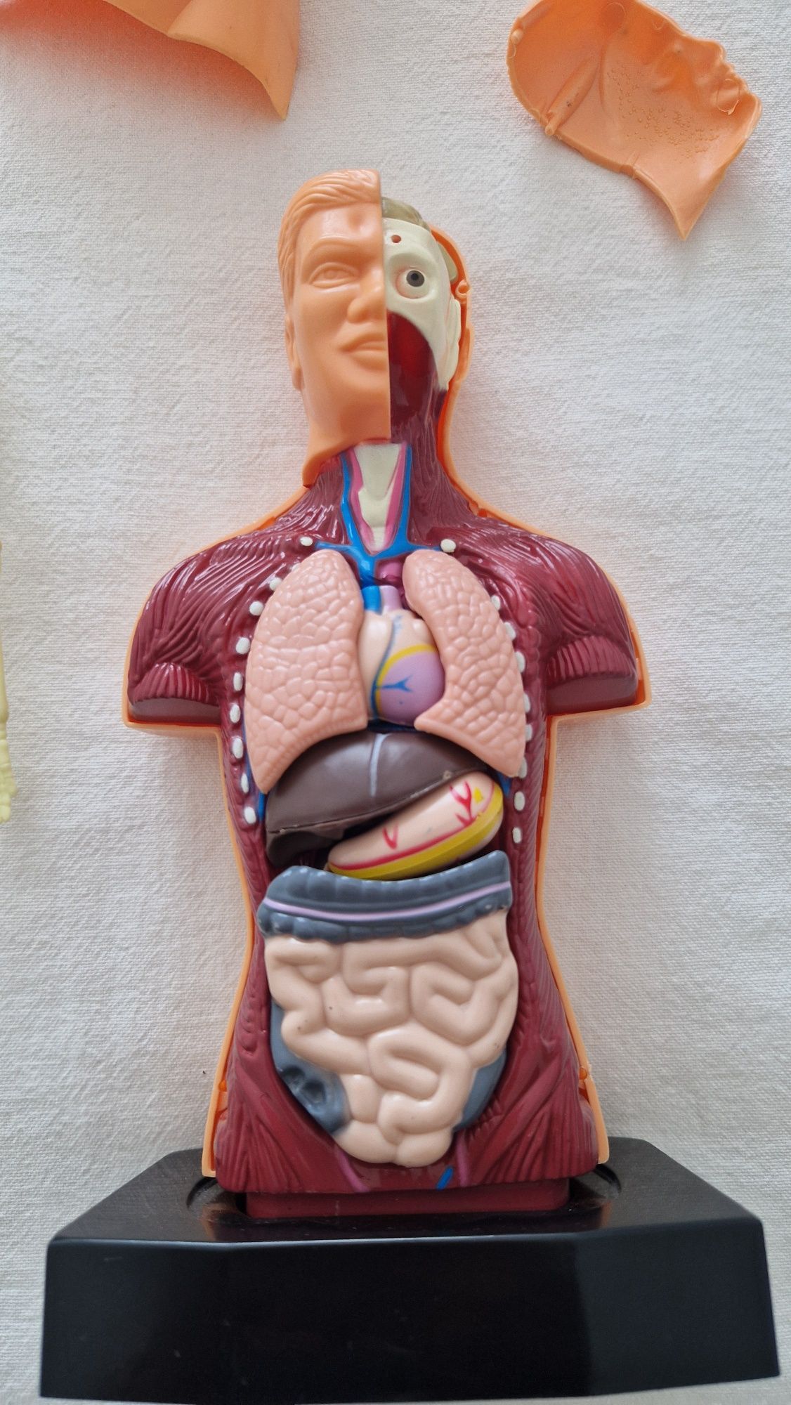 Bonecos corpo humano