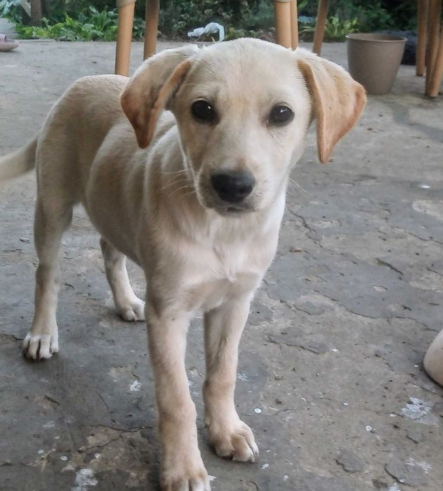 Wesołe psiaki szukają nowego domu