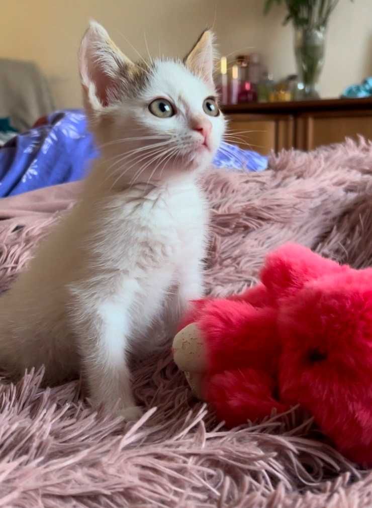 Прилаштовується котик