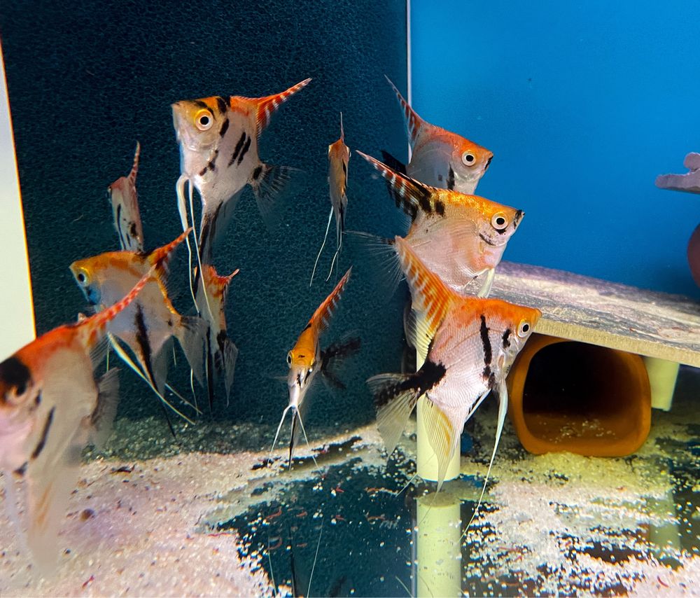 Pterophyllum Scalare - Koi - A Grade - p. Pearlscale (Gm/g, S/S, p/+)