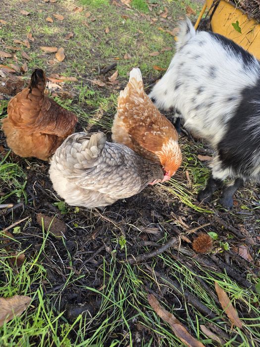 Ovos caseiros - galinhas criadas ao ar livre