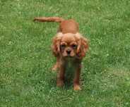 Cavalier King Charles Spaniel  - Piesek  ZKwP/FCI