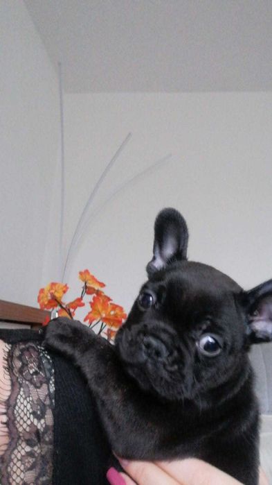 Buldog francuski  piękny  szczenię rodowód