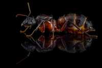 Mrówki Camponotus cruentatus, egzotyczne, duże, dla początkujących
