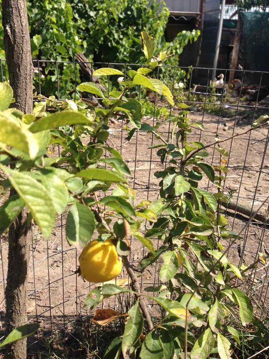 Еже-малина ежевика и др