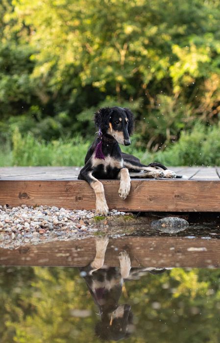 Chart perski SALUKI, suczka z metryką ZKwP/FCI