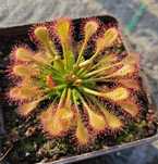 Duży zestaw nasion rosiczek rosiczka Drosera Capensis spatulata alicie
