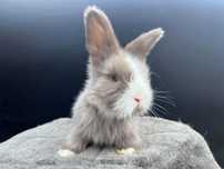 Króliczki Angielska Angora York  królik & Mini Lop LEGALNA HODOWLA