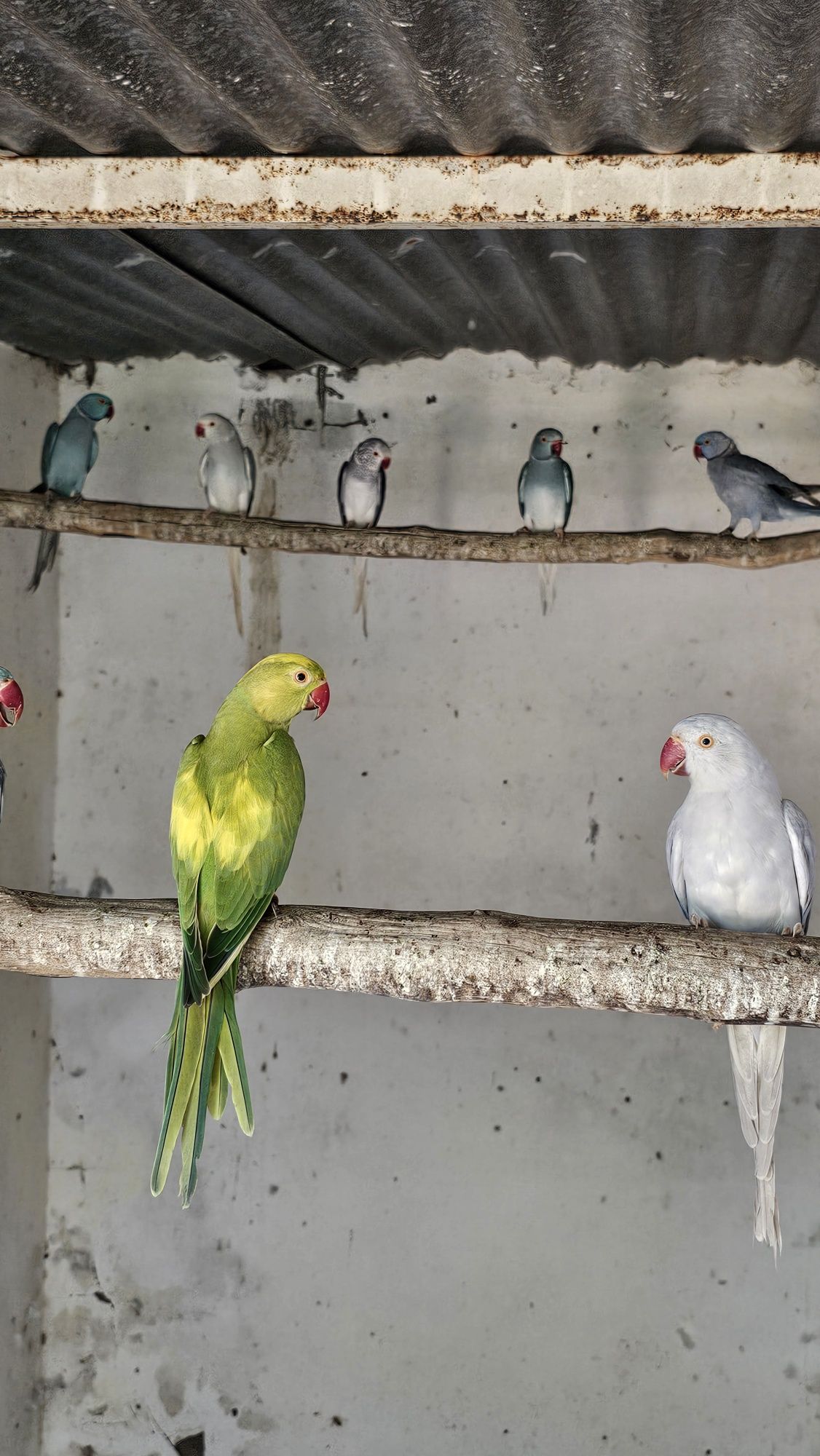 Ring necks e outras aves