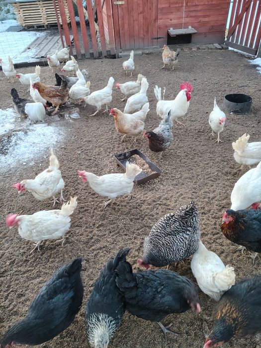 Jajka od  kurek z wybiegu