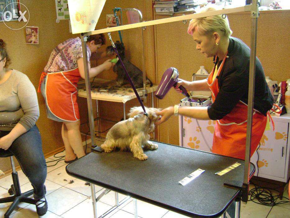 Kurs strzyżenia psów Kurs groomerski kurs groomingu na żywych modelach