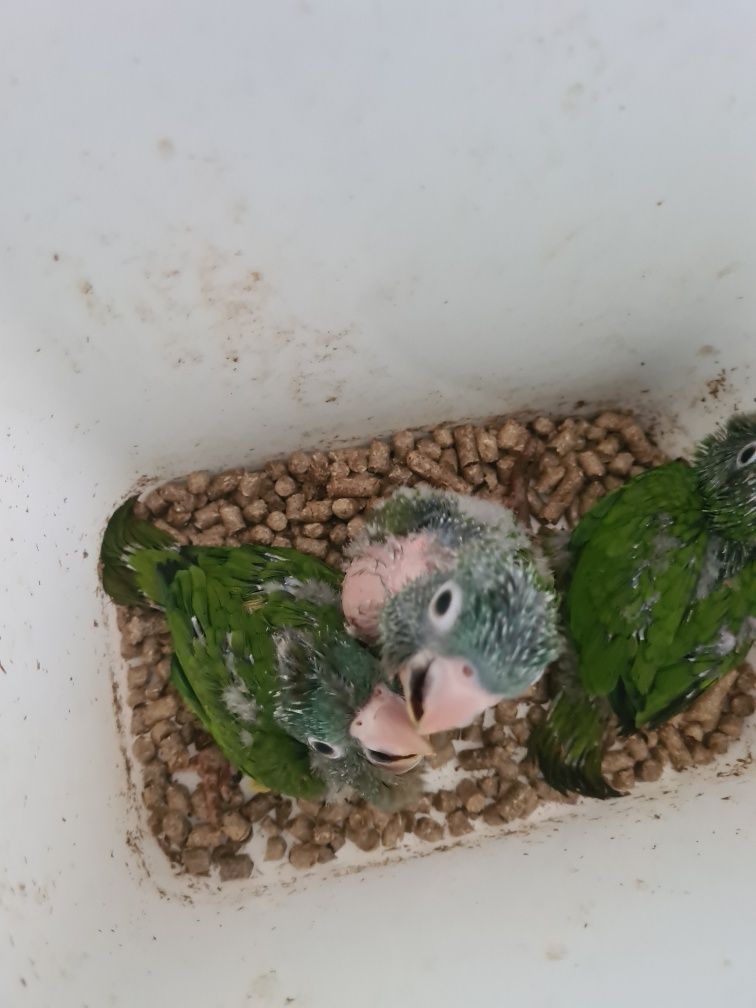 Conures cabeça azul