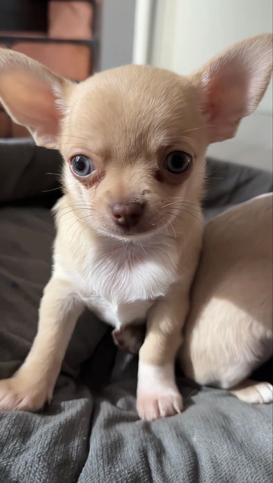 Chihuahua piesek