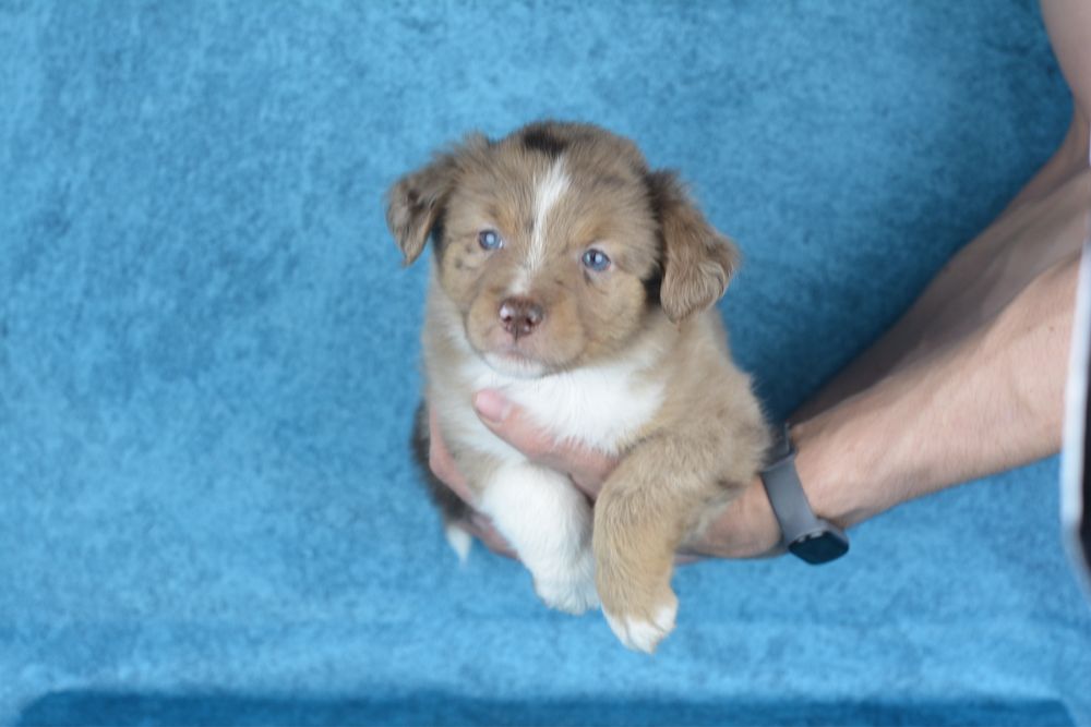 Miniaturowy Owczarek Amerykański- suczka blue merle