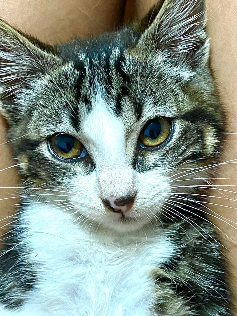 Gatinha para adoção