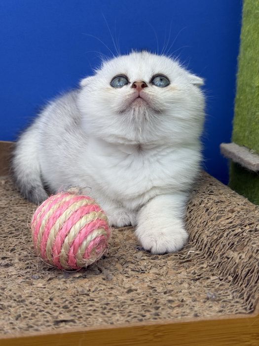 Menina scottish fold