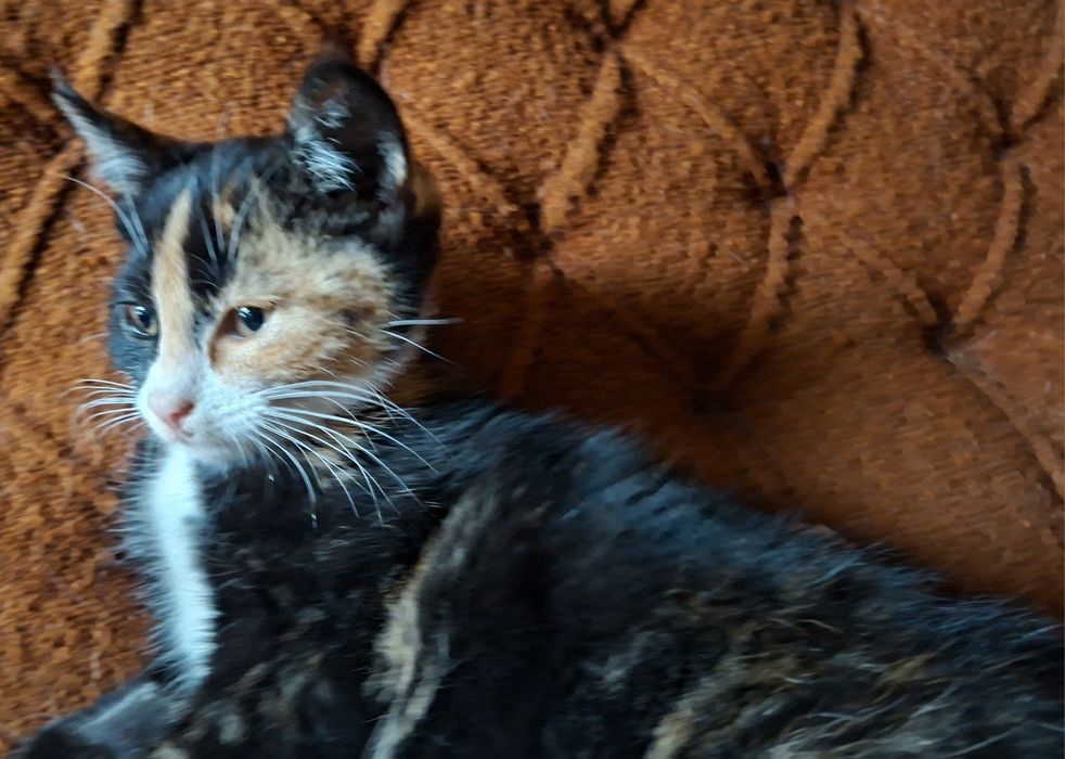 Basia- kotunia szuka stałego domku