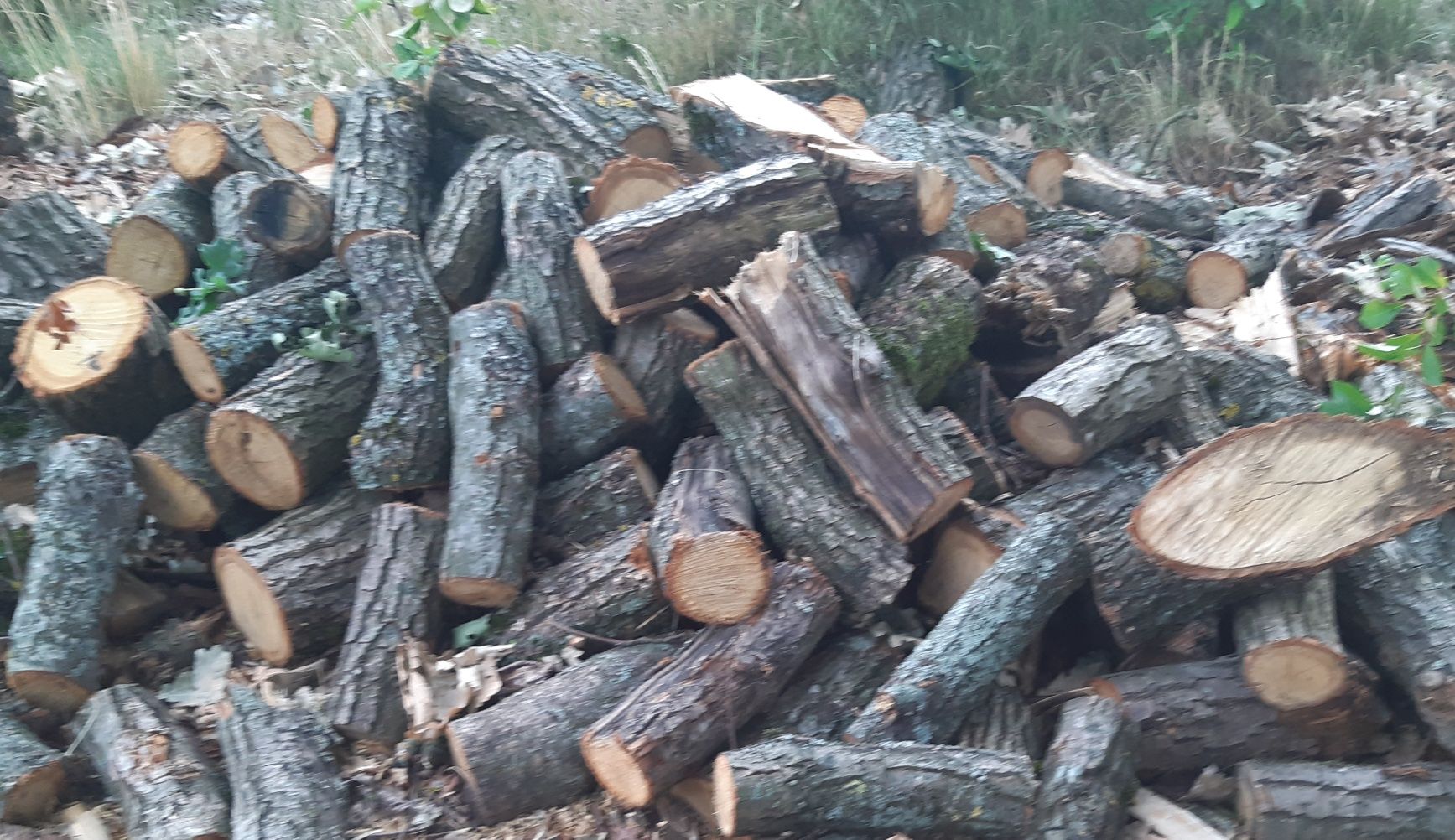 Dąb Kłody Metry i w Stogu