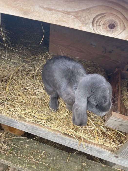 Sprzedam króliki likwidacja hodowlii