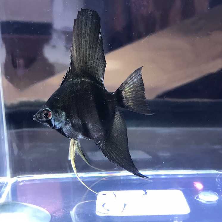 Żaglowiec skalar odmiana PINOY BLACK - Pterophyllum - dowóz, wysyłka