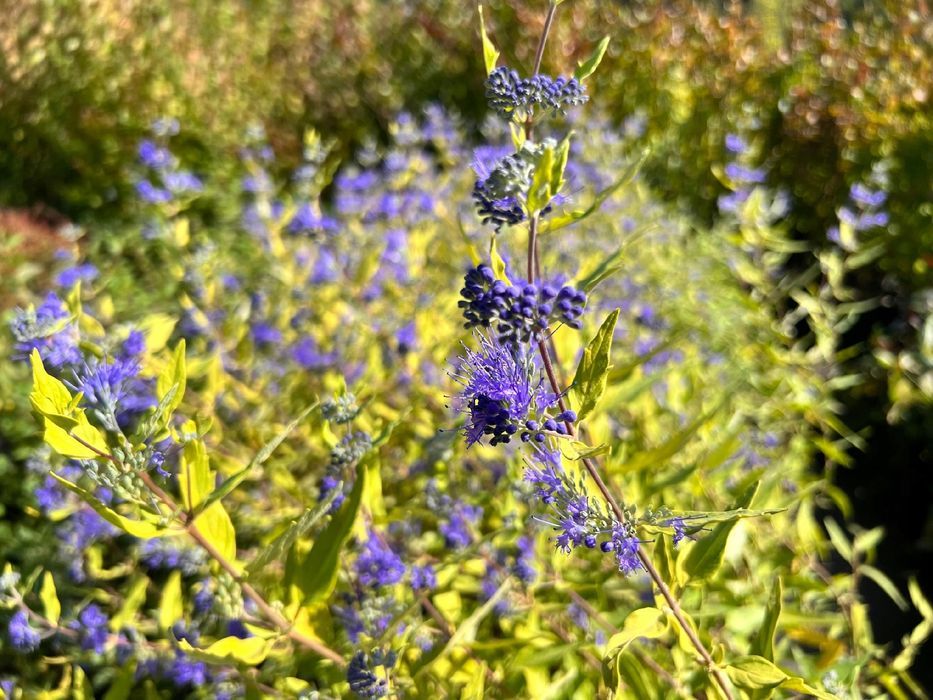 Barbula klandońska 'Worcester Gold' (Caryopteris) Doniczka 2L