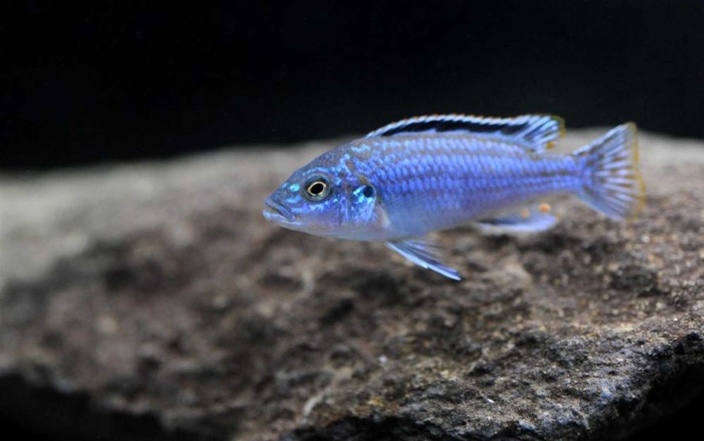 Melanochromis exasperatus - PYSZCZAK - dowóz, wysyłka
