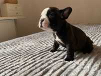 Bulldog francês macho