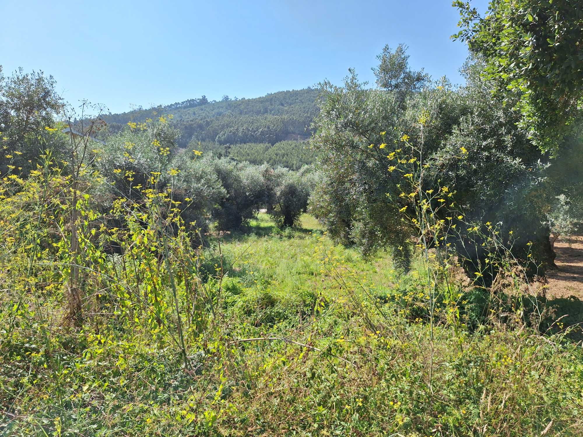 Terreno urbano com 873 m2, Regateira, Góis