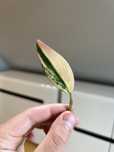 Philodendron Strawberry Shake