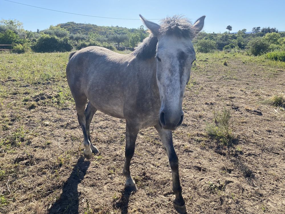 Poldra cruzada Lusitano com 3 anos