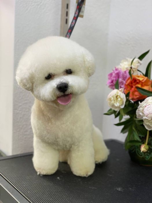 Вʼязка Бішон Фрізе ( хлопчик )